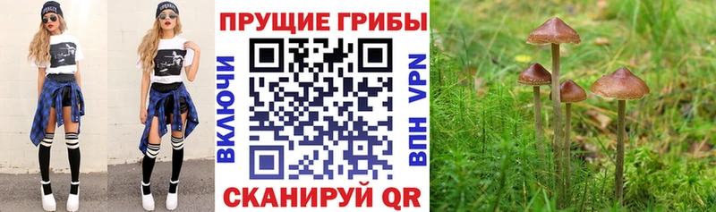 Псилоцибиновые грибы Psilocybe  где продают наркотики  Усть-Илимск 